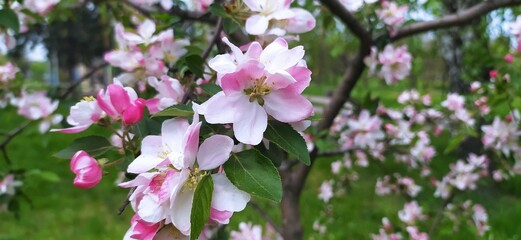 flowers in the garden
