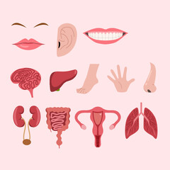 Obraz premium Set of human organ illustration