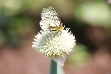 ネギ坊主に止まる蝶々