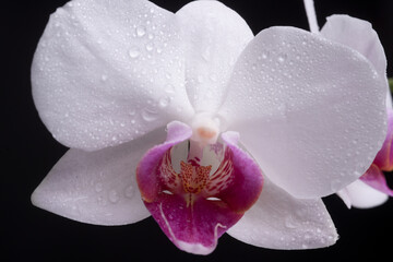 Close up beautiful white Phalaenopsis orchid flowers, isolated background. Dendrobium orchid. Flower in bloom.