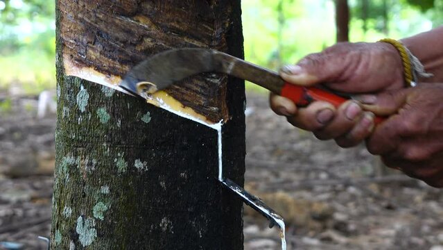 Slow motion of farmer rubber tapping 