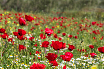Obraz na płótnie Canvas A field of blooming red poppies and white daisies. Wild flowers. Israel