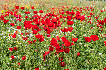 Obraz premium A field of blooming red poppies and white daisies. Wild flowers. Israel