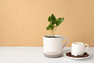 Beautiful coffee tree and cup of beverage on wooden table
