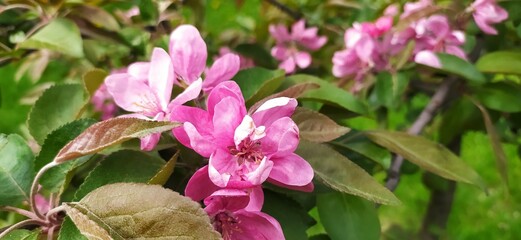 flowers in the garden