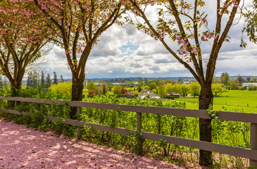 Fototapeta premium Scenic Springtime View of a Street Garden Path Lined by Beautiful Cherry Trees in Blossom
