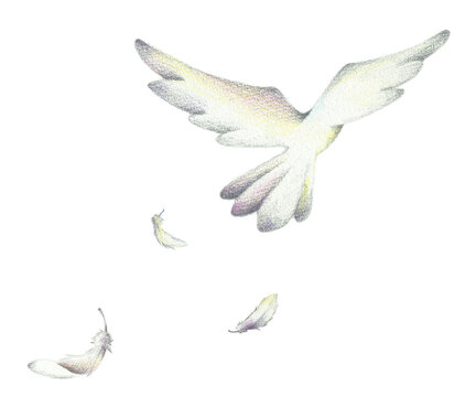 白い鳥 Images Browse 2 315 Stock Photos Vectors And Video Adobe Stock