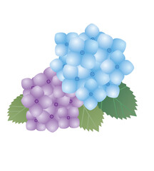 Hydrangea flower and leaves illustration
