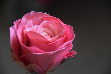 Fototapeta premium pink rose