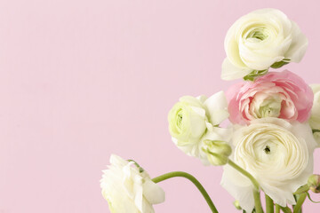 Delicate ranunculus flowers on pink background, closeup