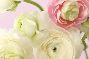 Beautiful ranunculus flowers as background, closeup
