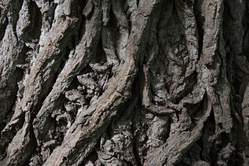 background of old cracked textured bark of a perennial tree