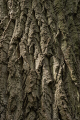 background of old cracked textured bark of a perennial tree