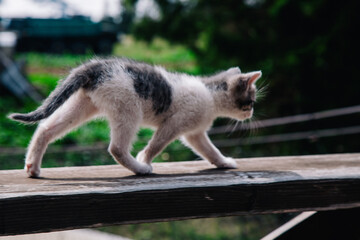 A small white-gray kitten walks on the board and learns the world