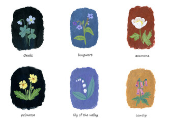 set of gouache vignettes - primroses on a colored background.