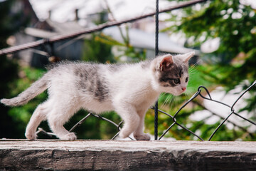 A small white-gray kitten walks on the board and learns the world