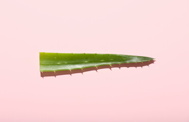Fresh aloe vera leaf on color background
