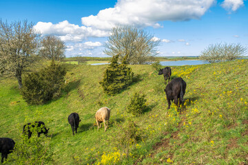 Cattle on a slope at a esker at spring