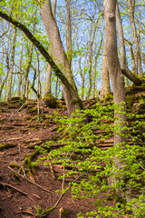 Freshly new leaves in a forest in spring