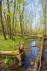 Lush forest with fallen trees in a swamp