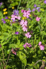 Beautiful Red campion flowers on a meadow