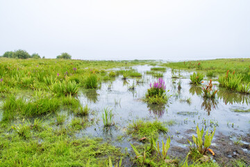 Purple loosestrife flowers blooming on a wet meadow