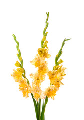 Gladiolus flowers on white background, closeup