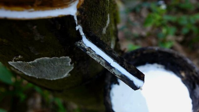 Slow motion of farmer rubber tapping 