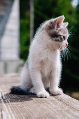 Naklejka na ściany i meble A small white-gray kitten walks on the board and learns the world