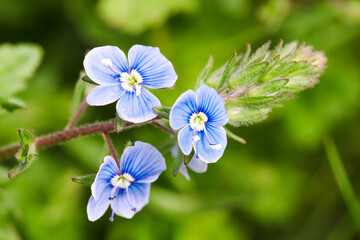Small blue wildflowers Veronica