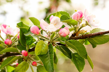 Blooming apple tree branch