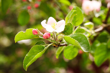 Blooming apple tree branch