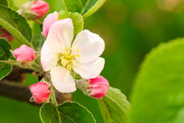 Obraz na płótnie Canvas Blooming apple tree branch