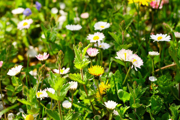 field of small daisies