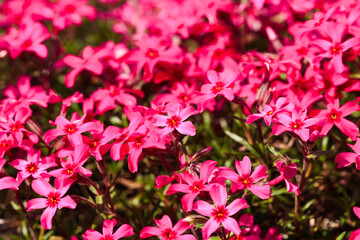 Obraz premium Small pink Phlox flowers