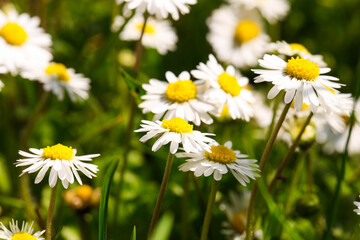 field of small daisies