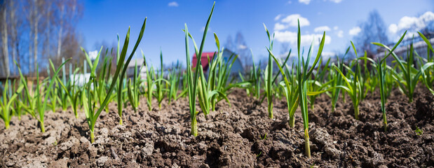 Crops planted in rich soil get ripe under sun. Plants grain sprout grow in black dirt. Cultivated land close up. Agriculture plant growing in bed row. Sprouting agricultural plant