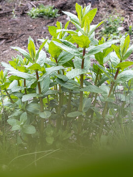 water mints grown in natural forest environment
