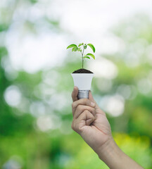 Hand holding fresh green tree leaves on soil with light bulb over blur forest, Green ecology and...
