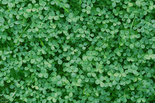 Green clover leaves natural background. beautiful meadow plants texture. three-leaves, shamrocks - symbol of St.Patrick`s day holiday. top view. full frame. template for design