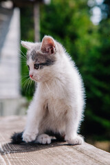 A small white-gray kitten walks on the board and learns the world
