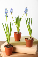 Pots with blooming grape hyacinth plants (Muscari) and books on table against white background
