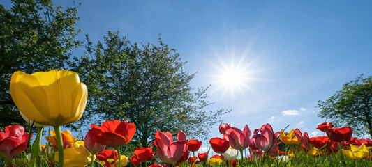 Panoramic landscape of blooming tulips field illuminated in spring by the sun,  sunbeams and blue sky