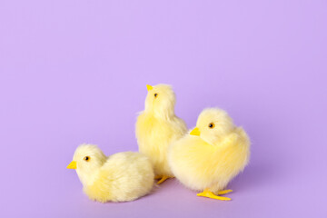 Cute yellow chickens on lilac background