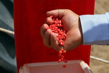 Corn seeds prepared for planting in the field