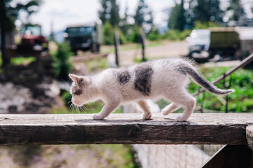 A small white-gray kitten walks on the board and learns the world