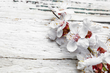 Beautiful blooming spring branch on light wooden background, closeup