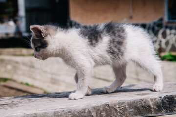 A small white-gray kitten walks on the board and learns the world