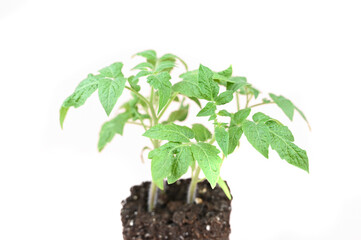 Tomato seedling isolated on white. Green tomato plants close up