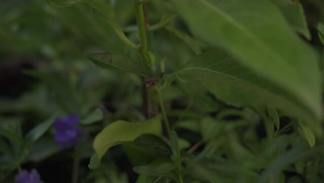 Araign&eacute;e + fourmis 